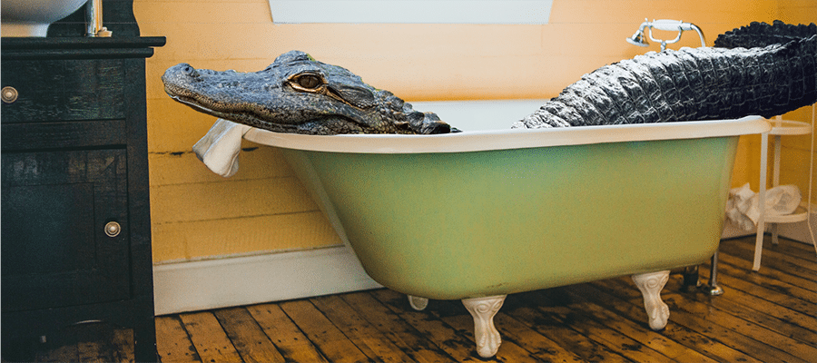Alligator in Your Bathtub